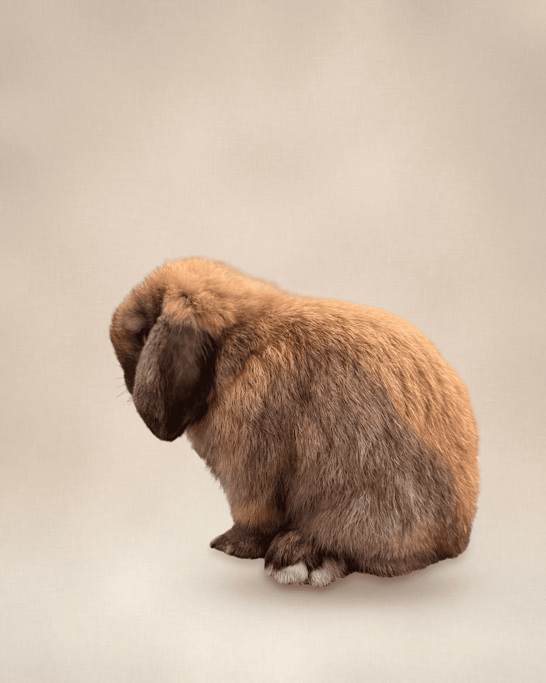 Duke, black tort Holland Lop buck, portrait on a studio backdrop