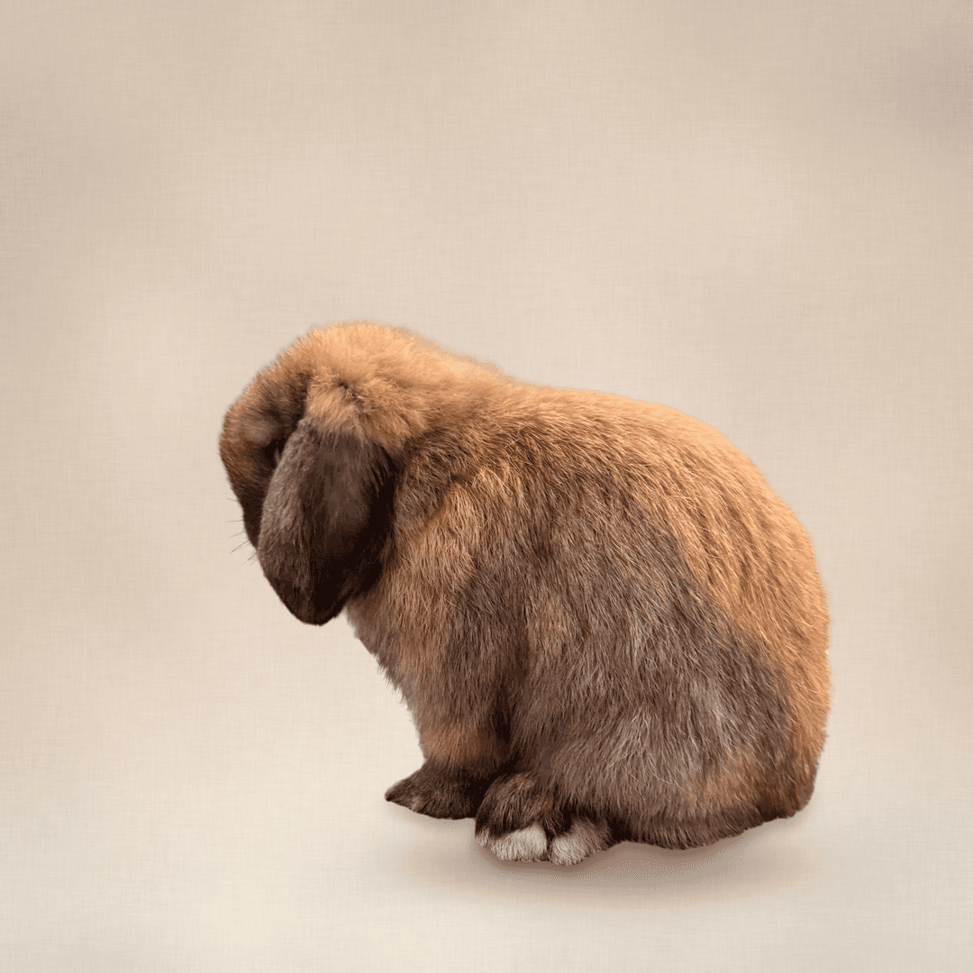 Duke, black tort Holland Lop buck, portrait on a studio backdrop