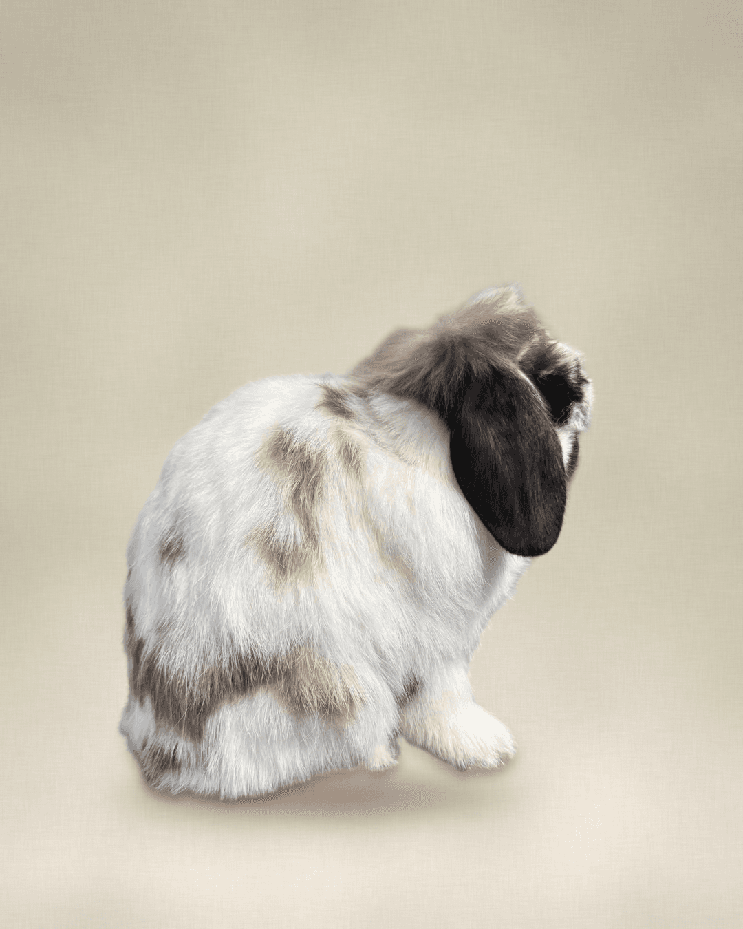 Mari, broken sable point Holland Lop doe, portrait on a studio backdrop