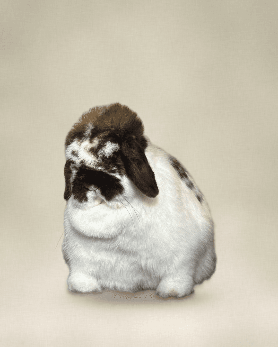 Pop Culture, a broken Holland Lop doe, on a cream studio backdrop.