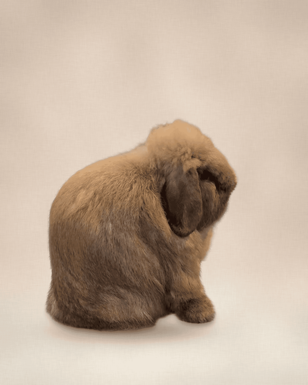Rev, a Holland Lop buck, sitting in profile on a cream studio backdrop.